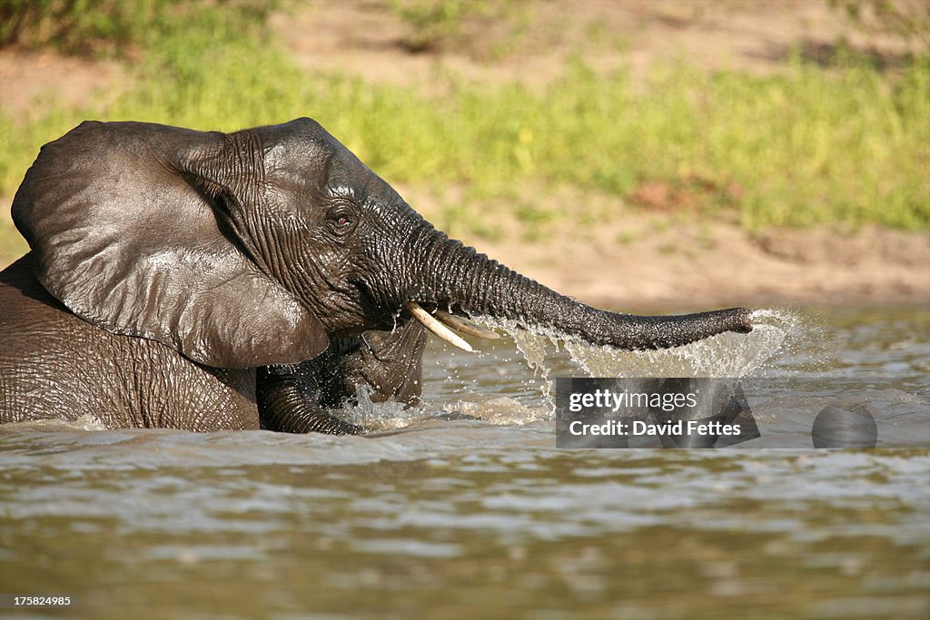 African elephant bathing, Selous National Park, Tanzania, Africa