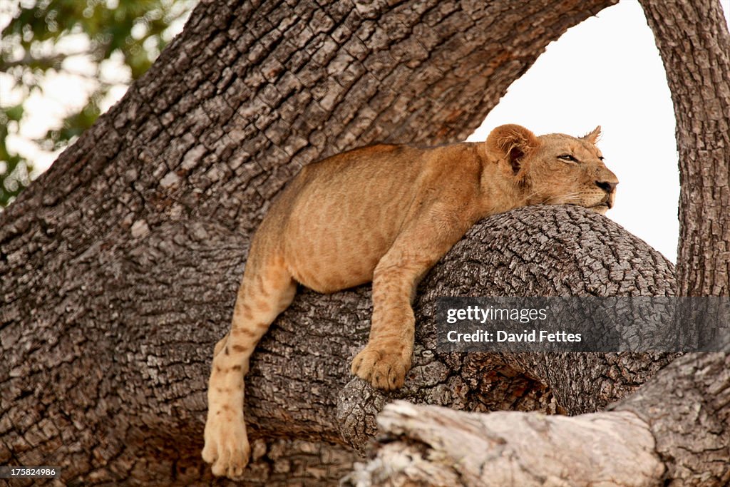 Lion cub sleeping in tree, Selous National Park, Tanzania, Africa