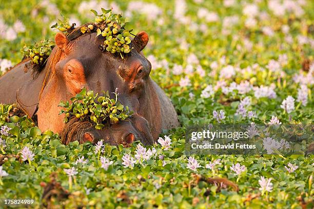 hippo covered in plants in waterhole, mana pools national park zimbabwe, africa - hipopotamo imagens e fotografias de stock