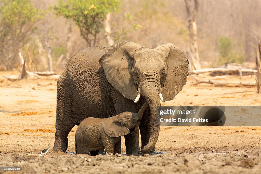 Elephant, Loxodonta africana, and calf