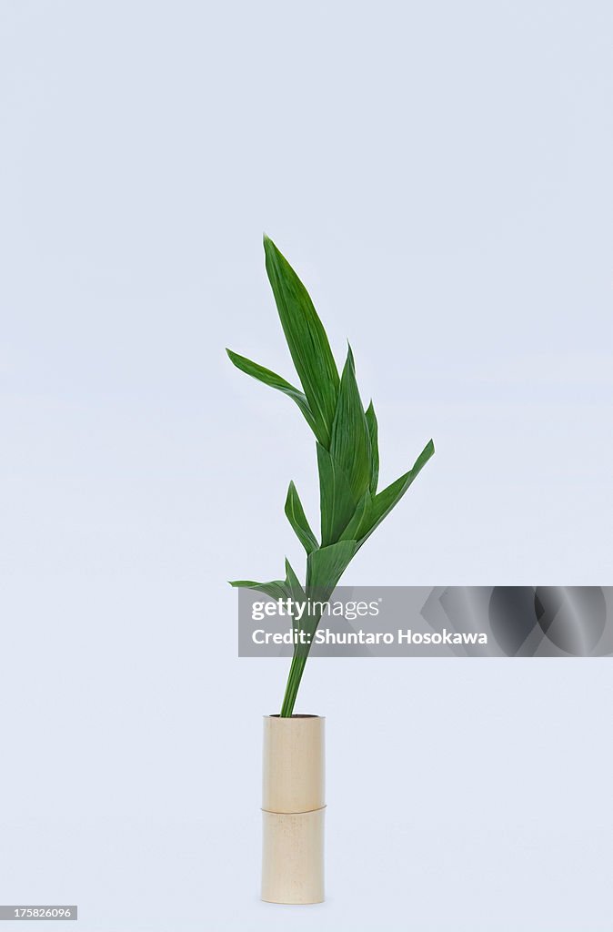 Curved green flower stem and leafs in vase
