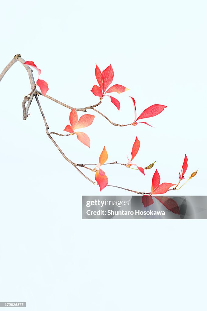 Sparse branch with pink and red leafs