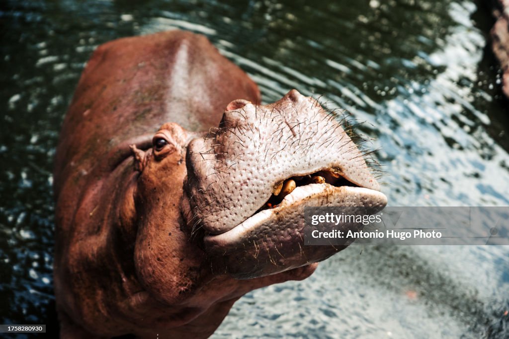 Hippopotamus waiting to be fed inside a zoo in Thailand