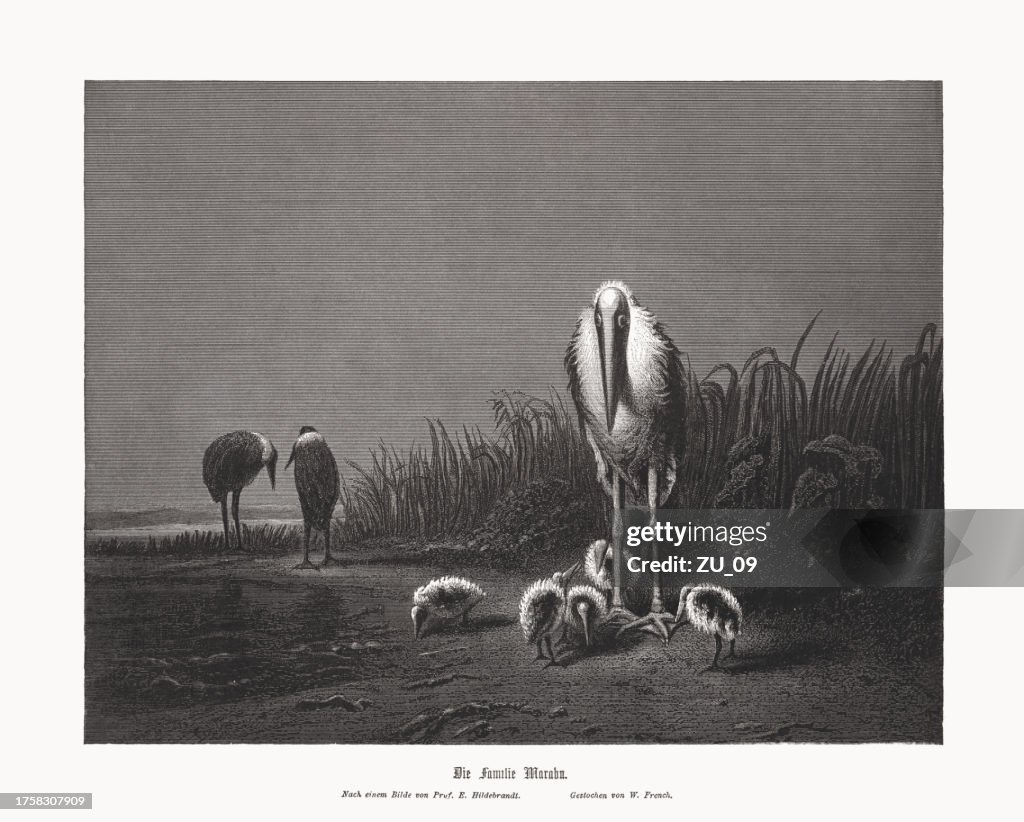 Marabu stork family, painted by Eduard Hildebrandt, woodcut, published c.1880
