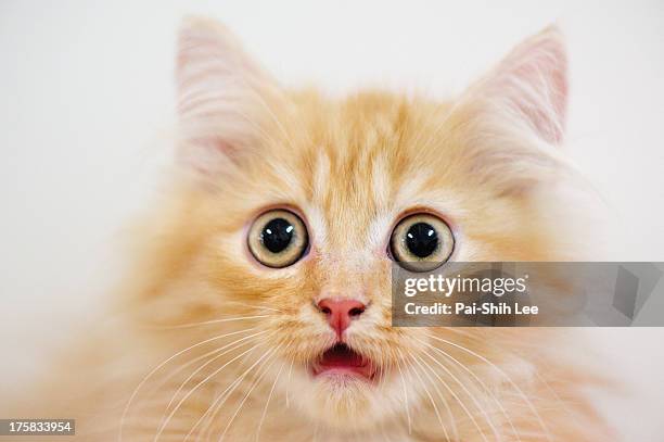 what happened - cat stock pictures, royalty-free photos & images