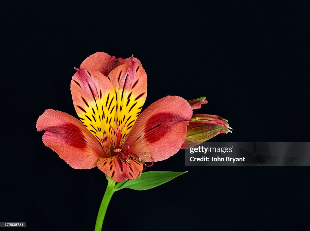 Detailed Peruvian Lily flower (Alstroemeria) against black background in studio.