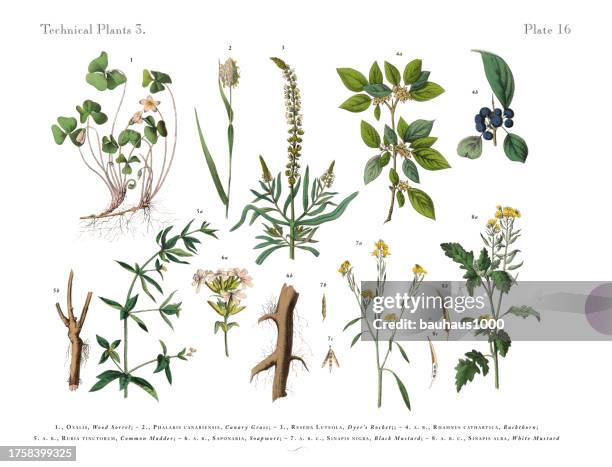 wildblumen, und mehrjährige pflanzen, viktorianischen botanische illustration - arugula stock-grafiken, -clipart, -cartoons und -symbole