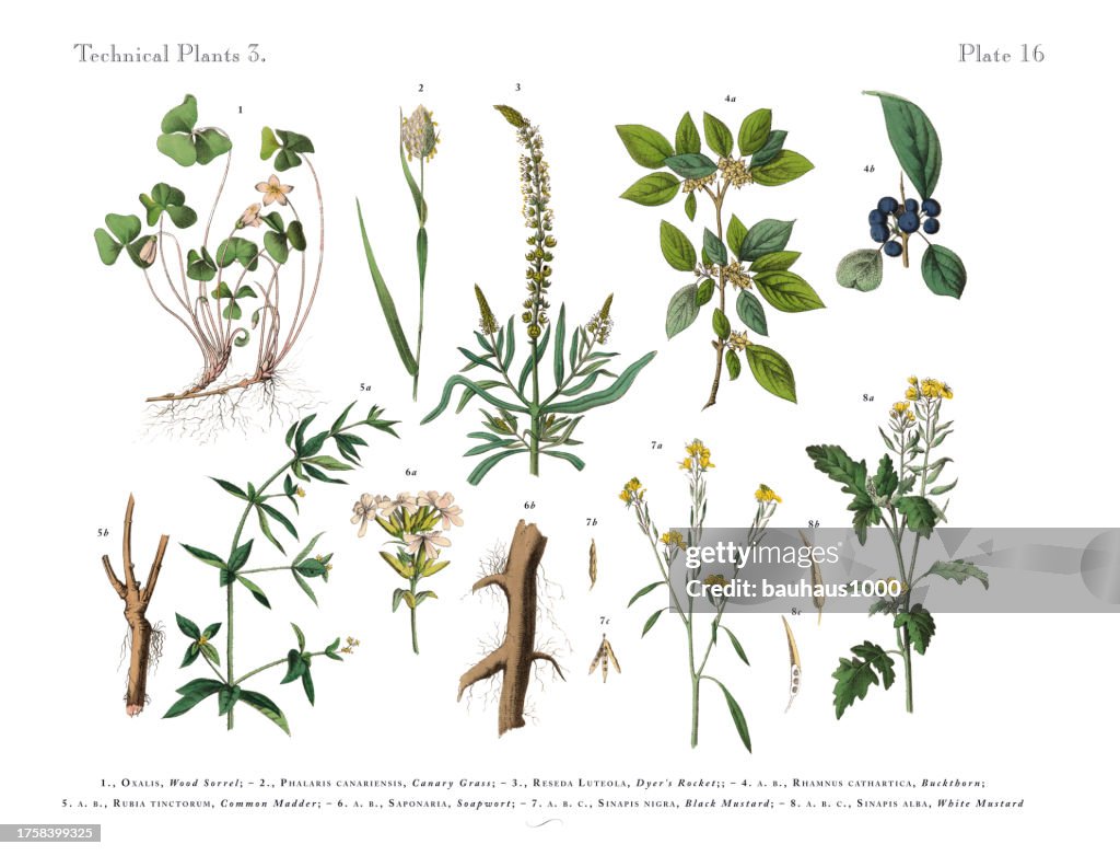 Wildflowers, Annual and Perennial Plants, Victorian Botanical Illustration