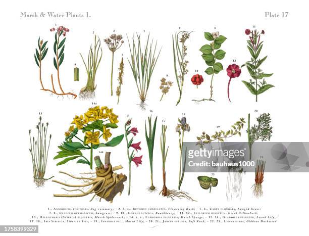 marsh and water plants, bog plants, wildflowers, and water plants, victorian botanical illustration - aquatic plant stock illustrations