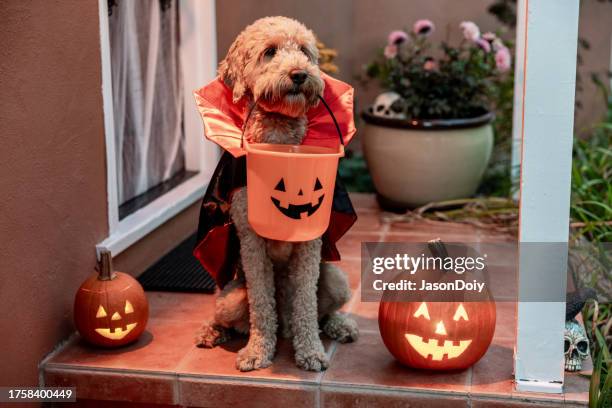 conde goldendoodle disfraz de perro vampiro - halloween pie fotografías e imágenes de stock