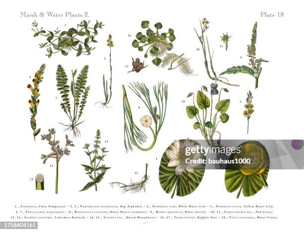 ilustrações de stock, clip art, desenhos animados e ícones de marsh and water plants, bog plants, wildflowers, and water plants, victorian botanical illustration - lamaçal