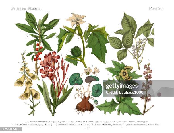poisonous wildflowers and toxic plants, victorian botanical illustration - sumac stock illustrations