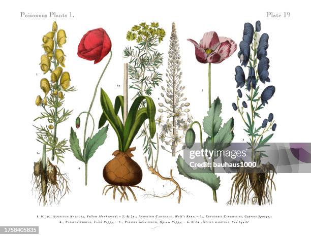 poisonous wildflowers and toxic plants, victorian botanical illustration - opium stock illustrations