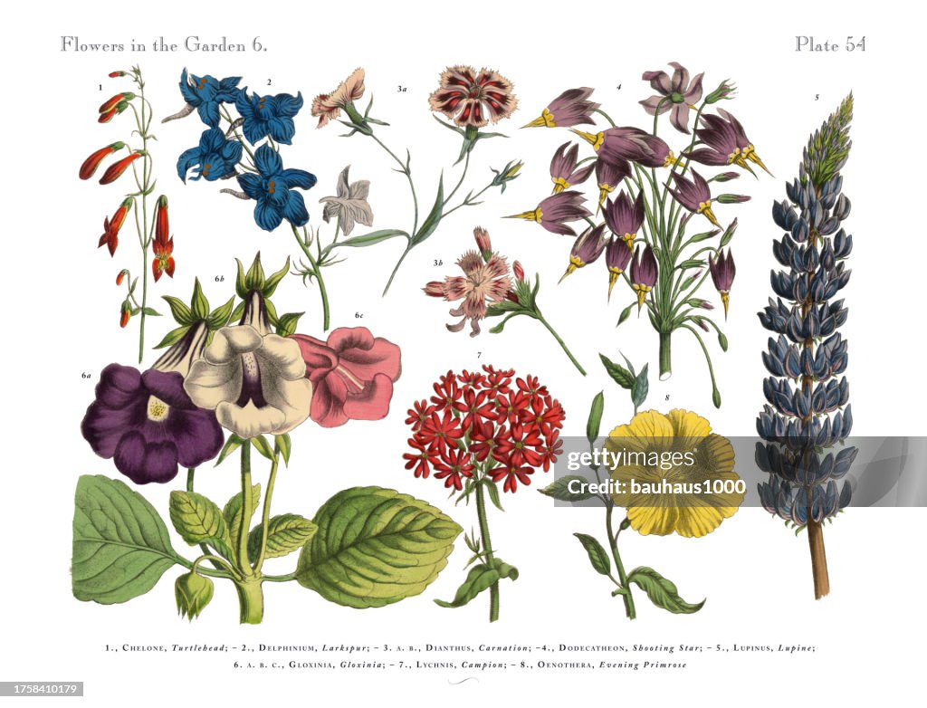 Exotische Blumen Garten, viktorianischen Botanische Illustration