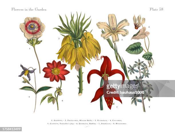 ilustrações, clipart, desenhos animados e ícones de flores do jardim, ilustração botânica do victorian - gladíolo
