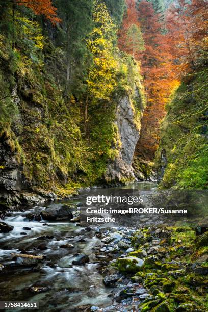 the breitachklamm gorge with the breitach river in autumn. a rock face and trees in autumn leaves. rocks in the river. long exposure. oberstdorf, allgaeu. bavaria, germany - breitachklamm canyon stock pictures, royalty-free photos & images