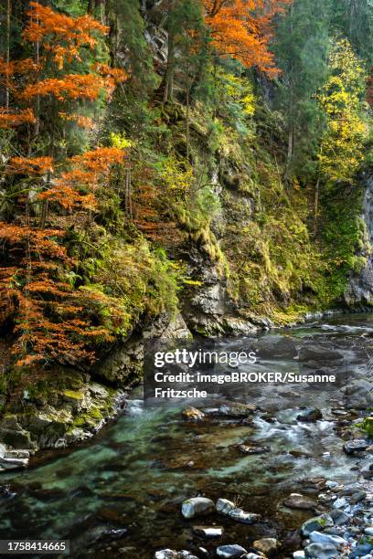 the breitachklamm gorge with the breitach river in autumn. a rock face and trees in autumn leaves. rocks in the river. long exposure. oberstdorf, allgaeu. bavaria, germany - breitachklamm canyon stock pictures, royalty-free photos & images