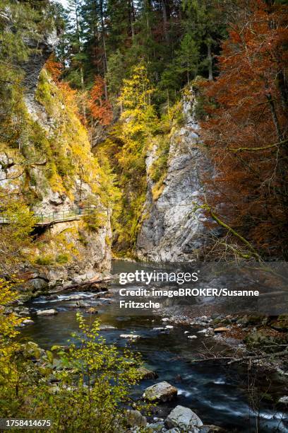 the breitachklamm gorge with the breitach river in autumn. a rock face and trees in autumn leaves. the circular path runs along the left rock face. oberstdorf, allgaeu. bavaria, germany - breitachklamm canyon stock pictures, royalty-free photos & images