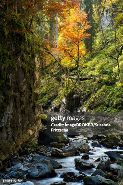 the breitachklamm gorge with the breitach river in autumn. a rock face and trees in autumn leaves. rocks in the river. the circular path runs to the right. oberstdorf, allgaeu. bavaria, germany - breitachklamm canyon stock pictures, royalty-free photos & images