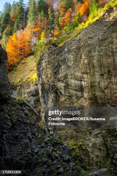 the breitachklamm gorge in autumn. a rock face and trees in autumn leaves. oberstdorf, allgaeu. bavaria, germany - breitachklamm canyon stock pictures, royalty-free photos & images