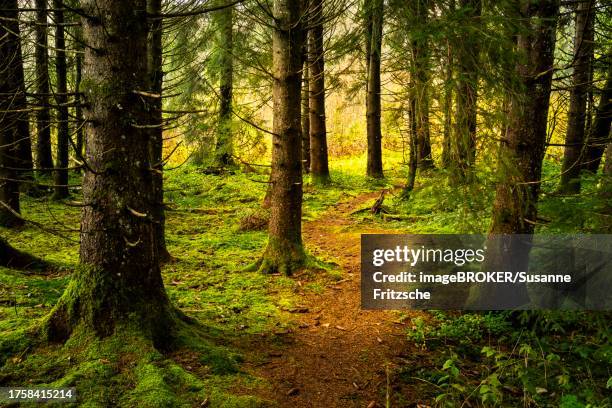 a narrow path through a forest with conifers. mosses and lichens on the ground and tree roots. allgaeu, germany - tapered roots stock pictures, royalty-free photos & images