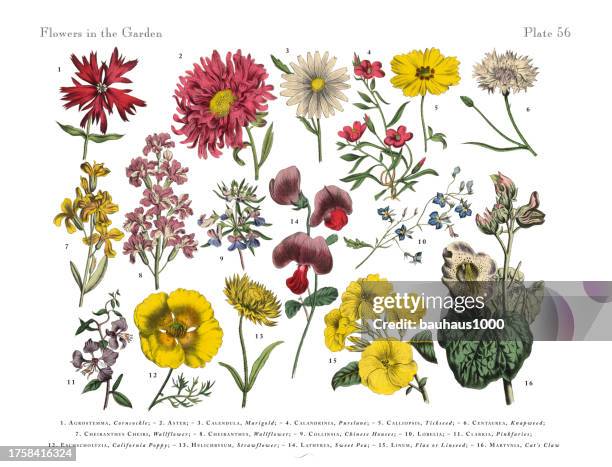 exotic flowers of the garden, victorian botanical illustration - garden coreopsis flowers stock illustrations