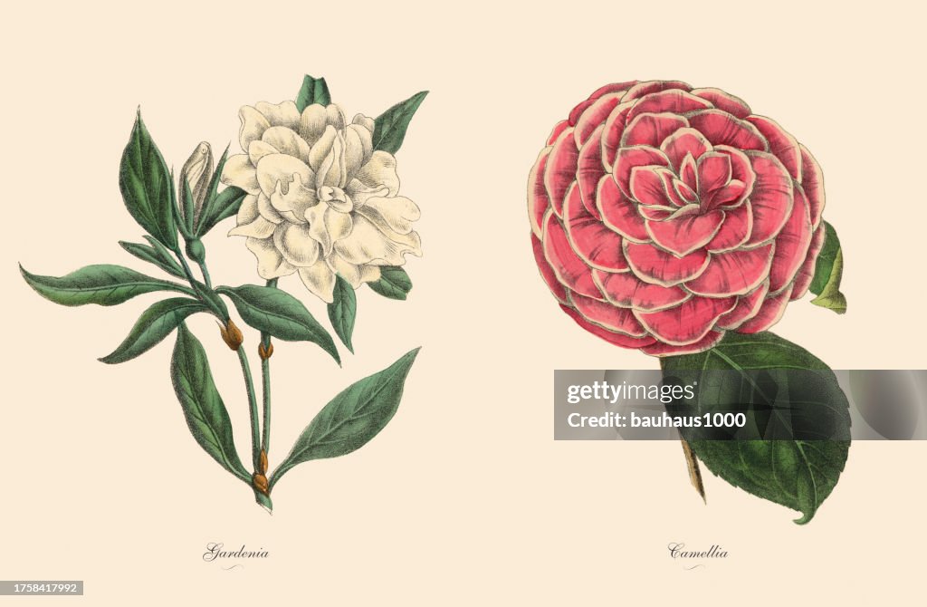 Victorian Botanical Illustration of Gardenia and Camellia Plants