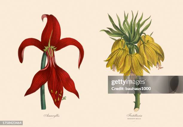 victorian botanical illustration of amaryllis and fritillaria plants - amaryllis stock illustrations