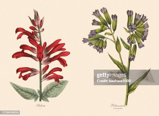 victorian botanical illustration of salvia and lungwort plants - pulmonaria officinalis stock illustrations