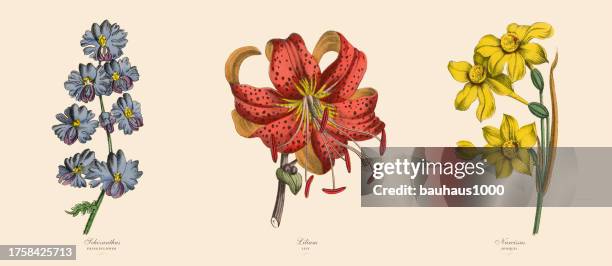 ilustraciones, imágenes clip art, dibujos animados e iconos de stock de fringeflower, lily y narcissus plants, ilustración botánica victoriana - parte de flor