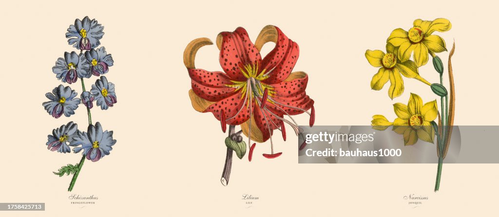 Fringeflower, Lily and Narcissus Plants, Victorian Botanical Illustration