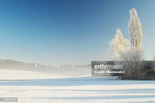 germany, baden wuerttemberg, villingen schwenningen, view of rural winter scene - rural scene photos et images de collection