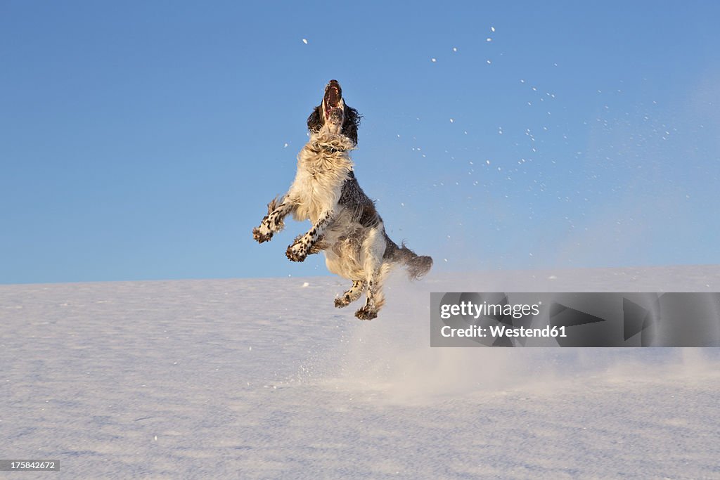 Germany, Bavaria, English Springer Spaniel playing in snow