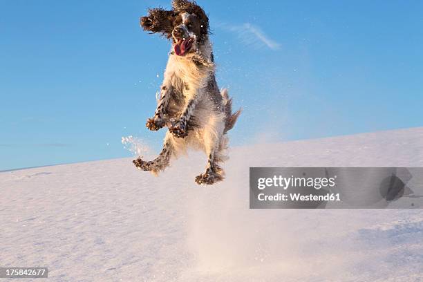 germany, bavaria, english springer spaniel playing in snow - english springer spaniel stock pictures, royalty-free photos & images