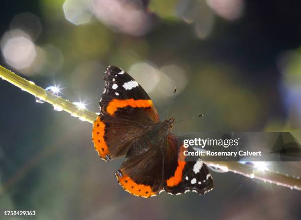 red admiral butterfly, vanessa atalanta, in garden, uk. - vanessa atalanta stock pictures, royalty-free photos & images