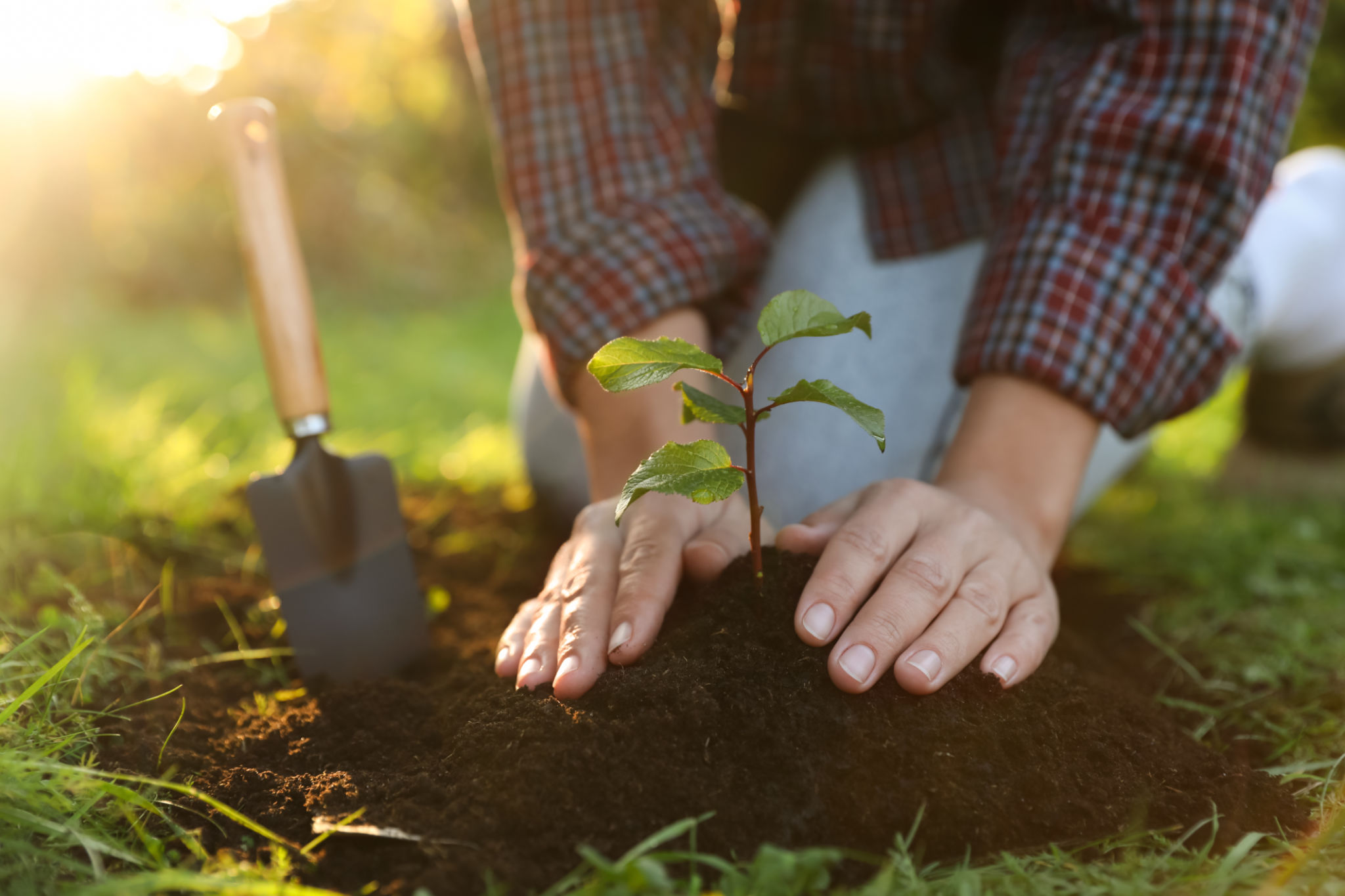tree planting