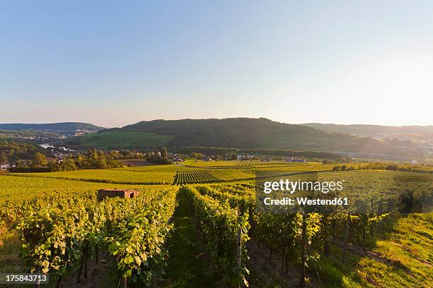 germany, saarland, view of vineyards - saarland stock pictures, royalty-free photos & images