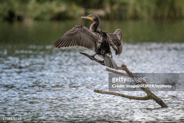 great cormorant (phalacrocorax carbo) drying its wings in the rain. bas-rhin, collectivite europeenne d'alsace, grand est, france - bas rhin stock pictures, royalty-free photos & images