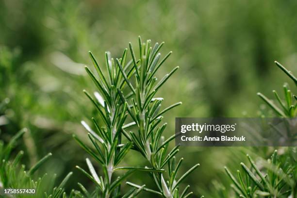 close-up of fresh rosemary, salvia rosmarinus, growing in garden in sunny day - romero fotografías e imágenes de stock