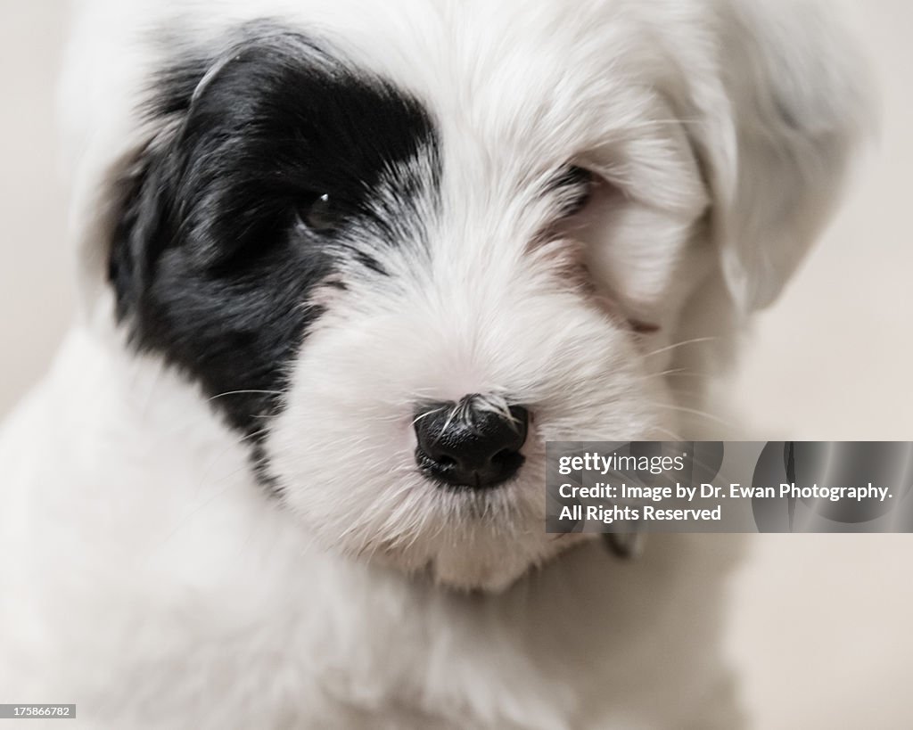 Tibetan Terrier Puppy