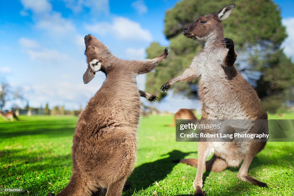 Two kangaroos fighting each other, Australia