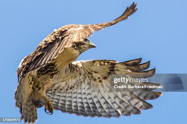 red-tailed hawk - ithaca new york stock pictures, royalty-free photos & images