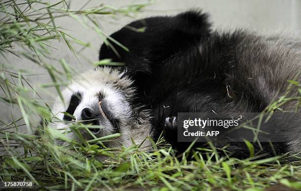 Panda Compaund Giant Panda Complex Photos and Premium High Res Pictures - Getty Images