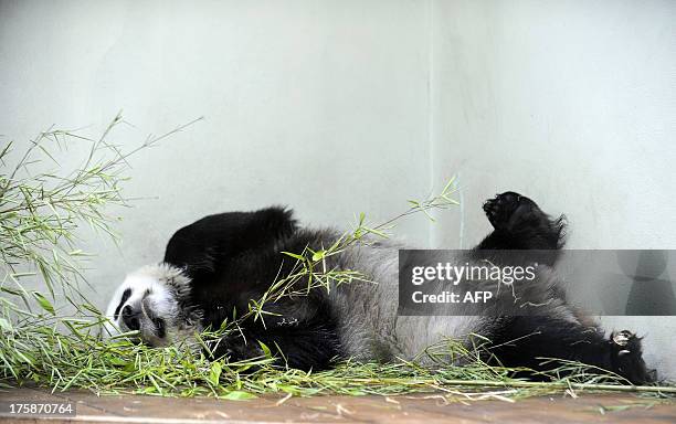 Panda Compaund 7,548 Female Panda Stock Photos, High-Res Pictures, and Images - Getty ...