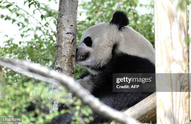 Panda Compaund Behavioural Changes Photos and Premium High Res Pictures - Getty Images