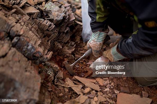 Geologist takes rock samples at a Century Iron Mines Corp. Mapping and prospecting site near Schefferville, Quebec, Canada, on Tuesday, Aug. 6, 2013....