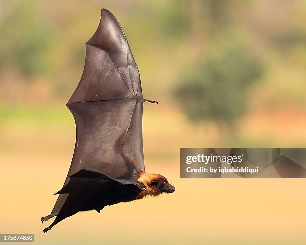 flying fox - bats flying stock pictures, royalty-free photos & images