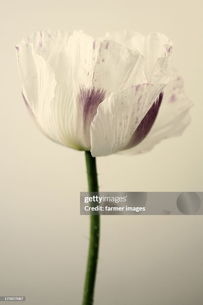 Papaver somniferum 'Burma golden triangle'