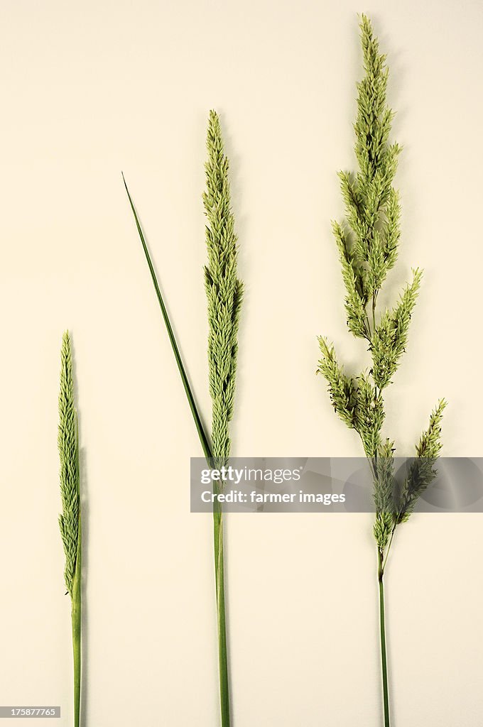 Phalaris arundinacea "Canary Reed Grass"