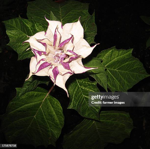 datura metel 'indian thorn apple' - angels trumpet stock pictures, royalty-free photos & images